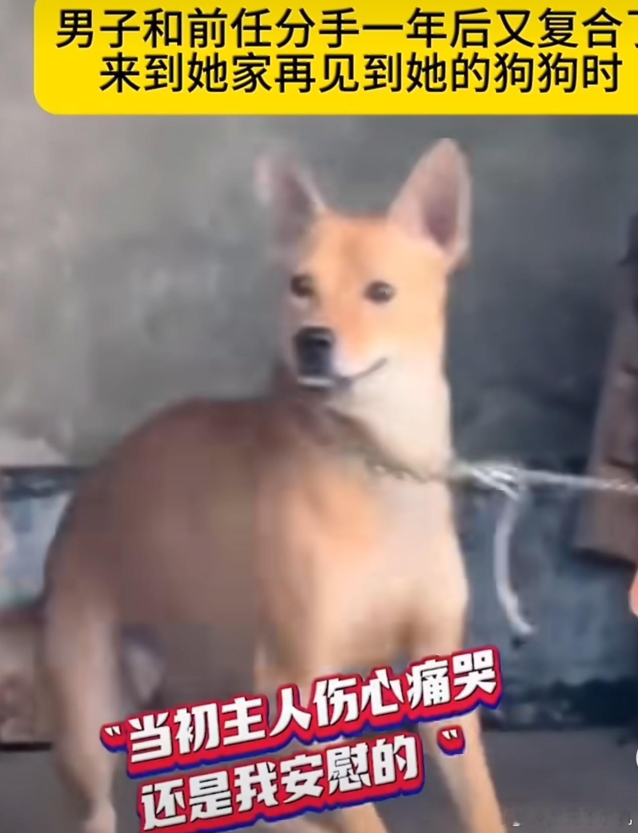 分手1年复合后狗狗的反应回忆了一番，原来是你啊，劳资咬不死你[哈哈][哈哈][哈