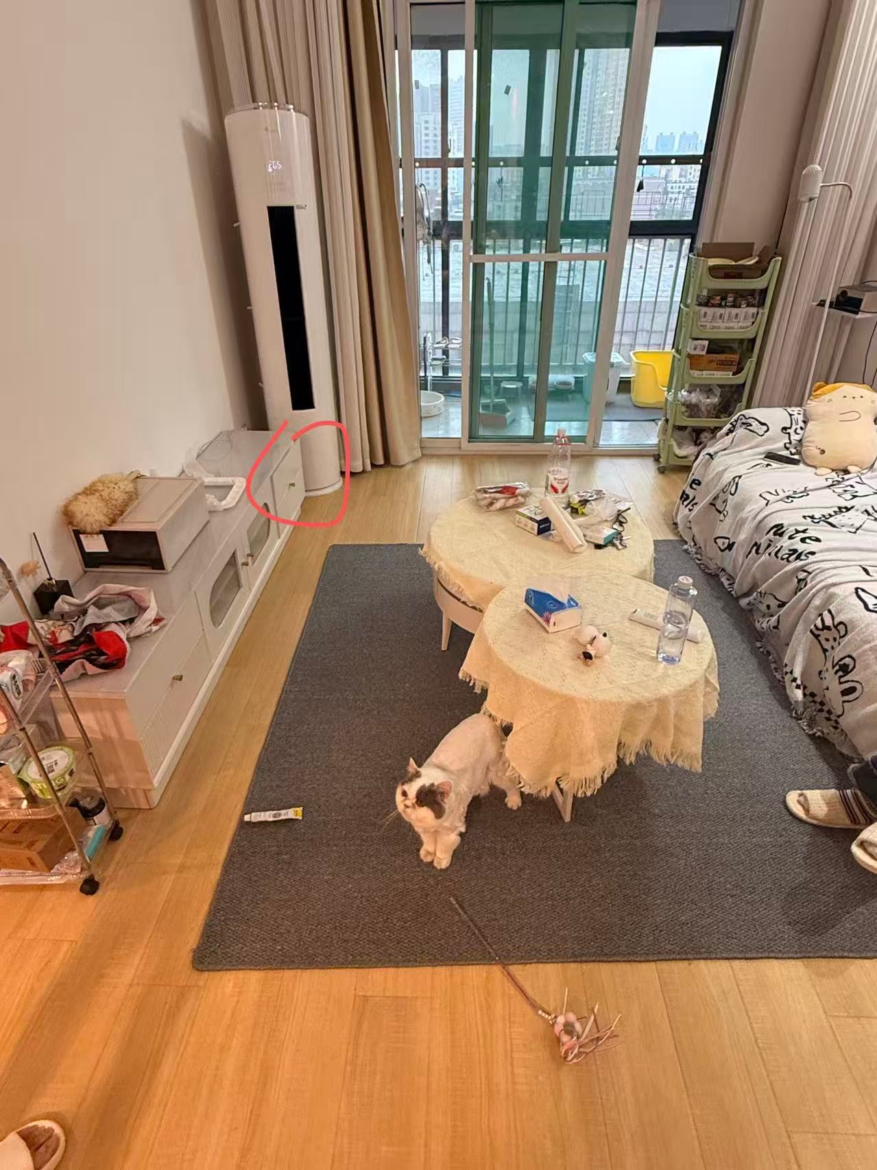我真的无语死了，晚上两只猫找不到了。先是咩咩找不到，全家都找了一遍。我甚至都去楼