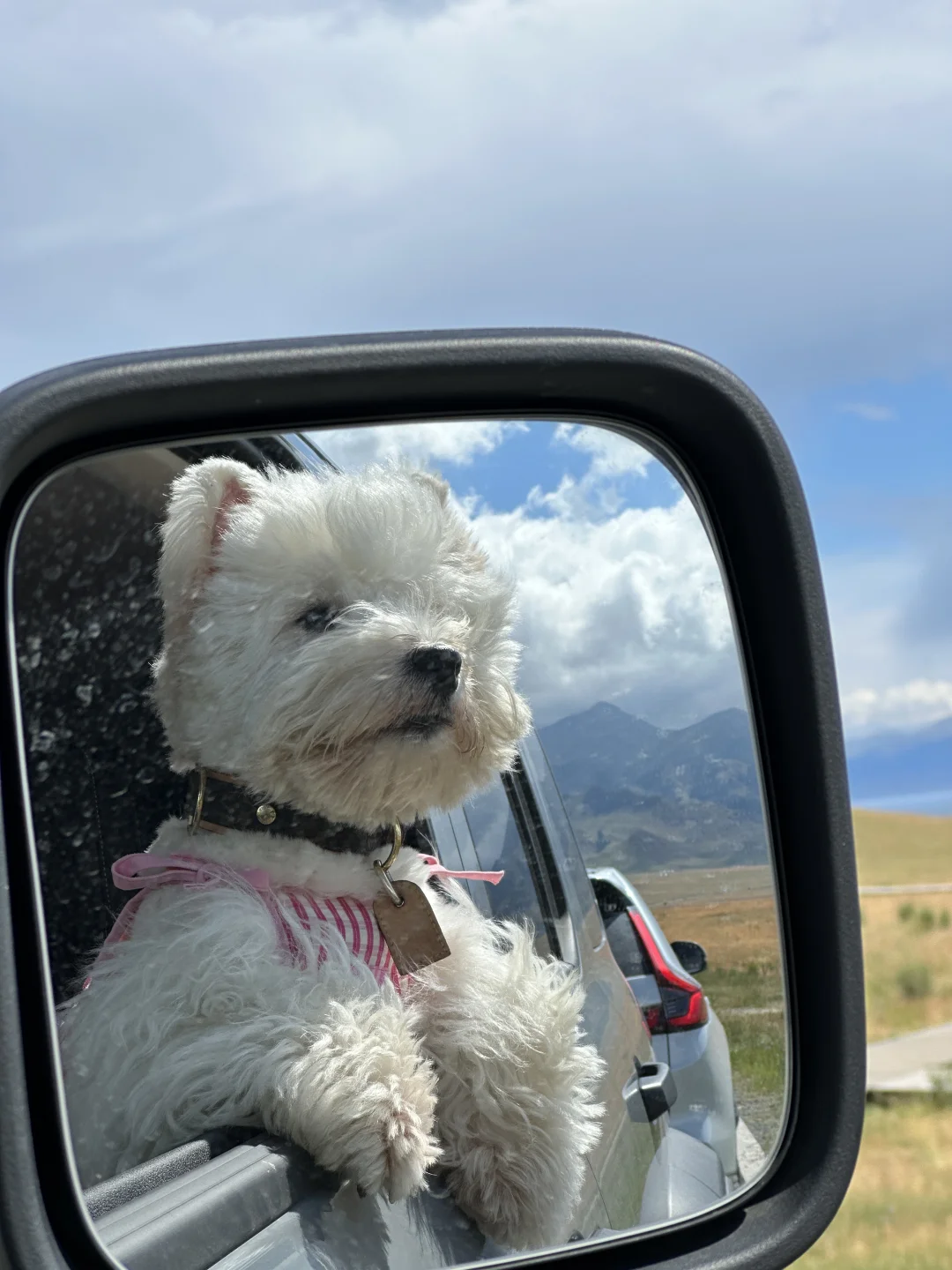 小狗勇闯新疆第一站：赛里木湖