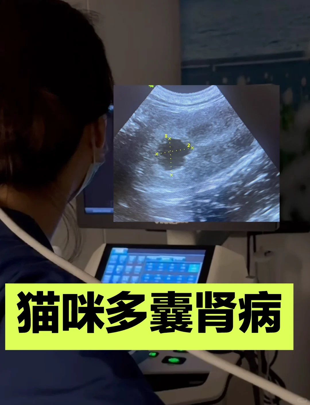 体检发现猫咪多囊肾该怎么办？