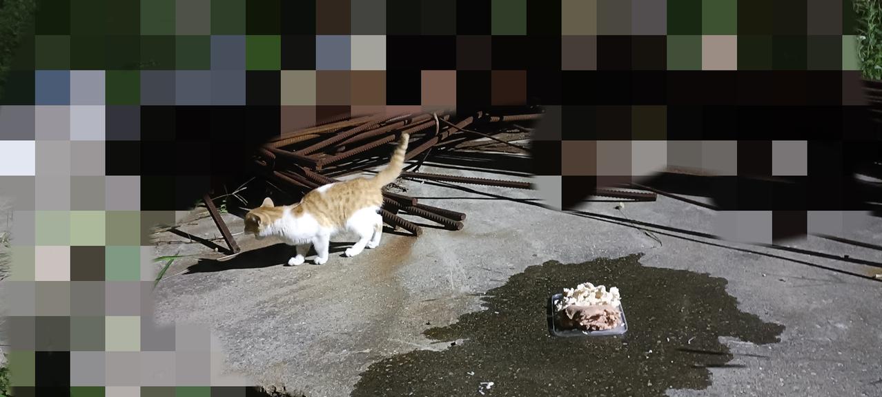雨终于停了，小橘白猫今晚第一次吃到鸡脯肉，走远了还能听到它愉悦的进食声。流浪猫都