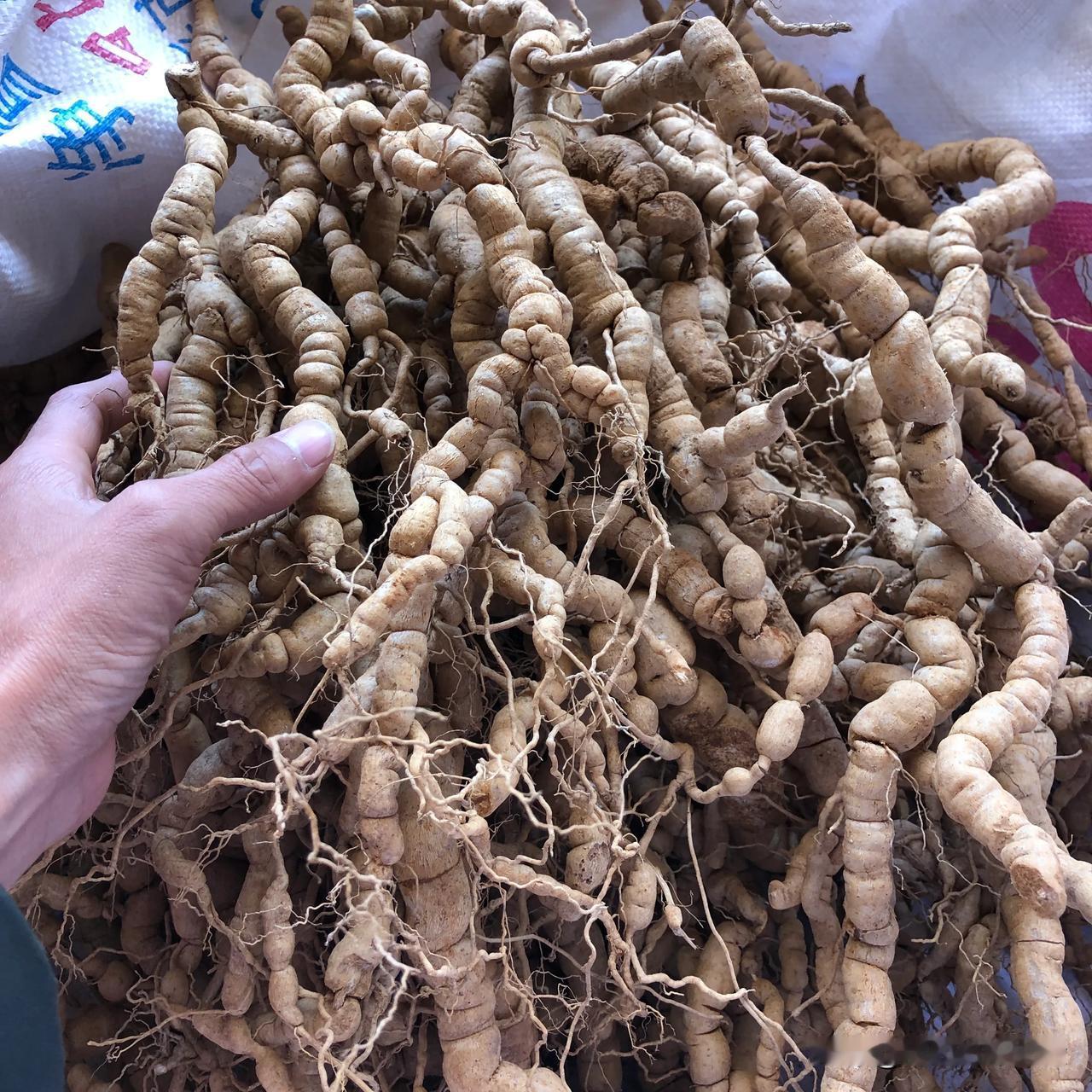 10几年老巴戟，靓不靓你说了算！#巴戟天#