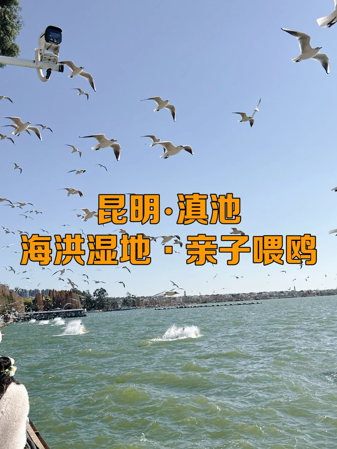 昆明游2:滇池畔，海洪湿地公园喂海鸥