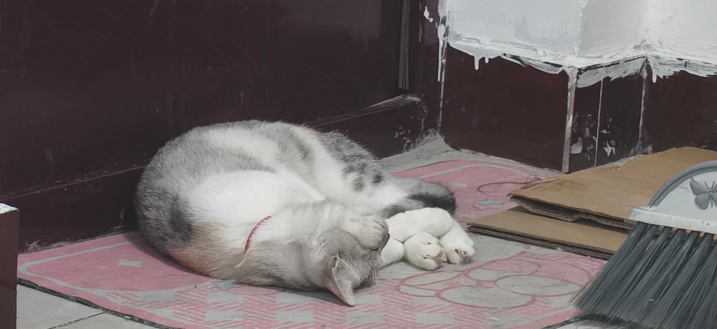 这猫要睡成折叠的了