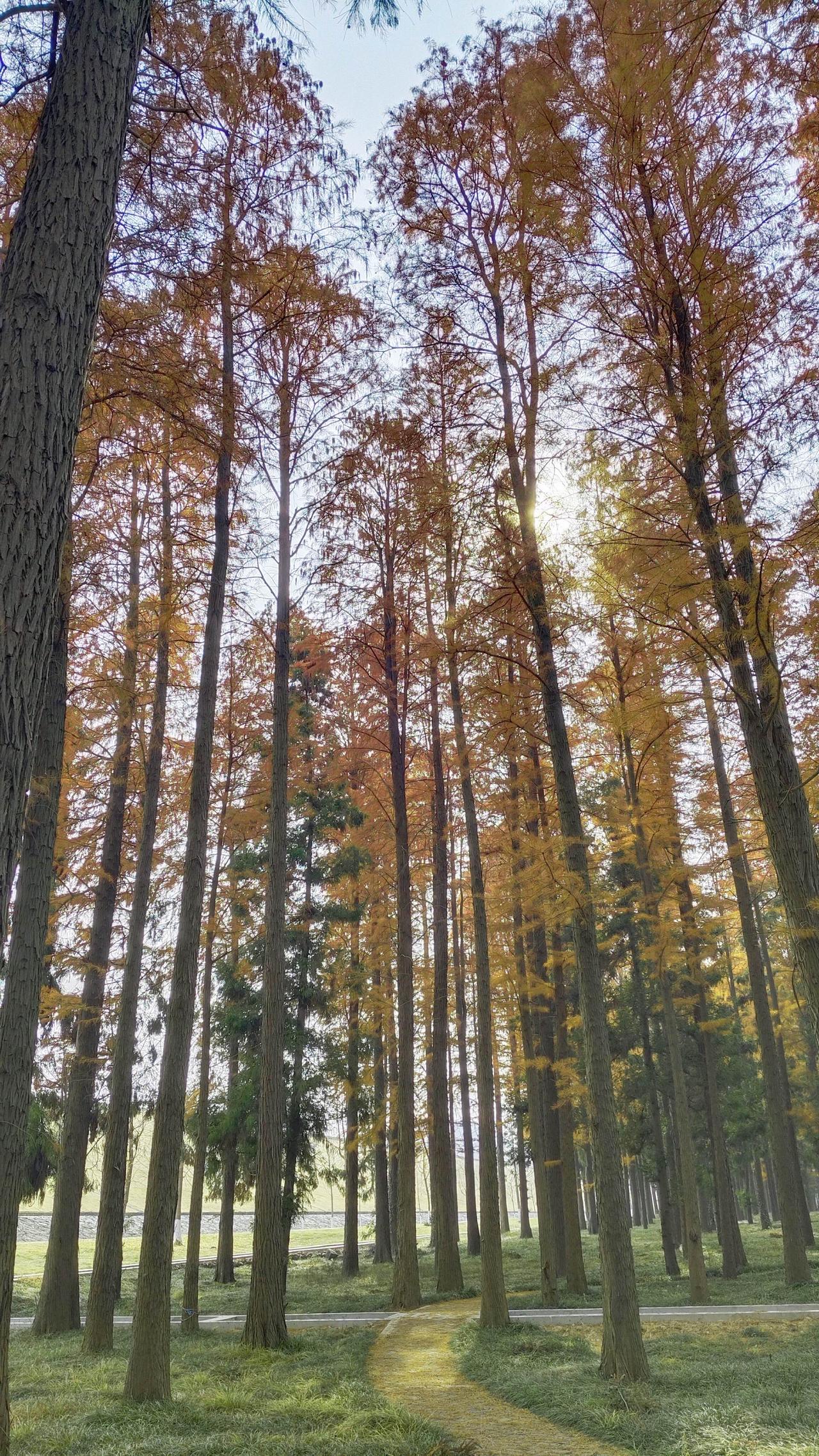 风染秋林，把孤独酿成了温柔的诗🍁