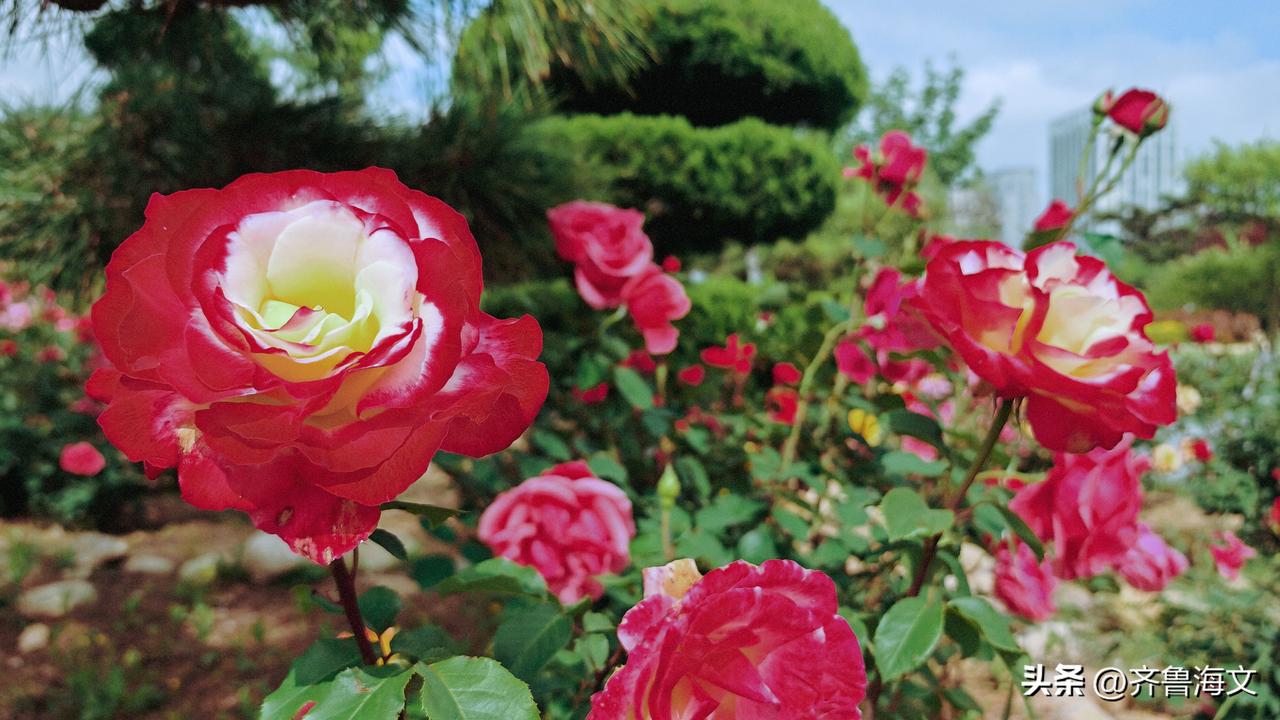 威海市文登区峰山公园里的月季花