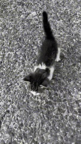 为什么所有的物种，都感觉是小时候最好看？