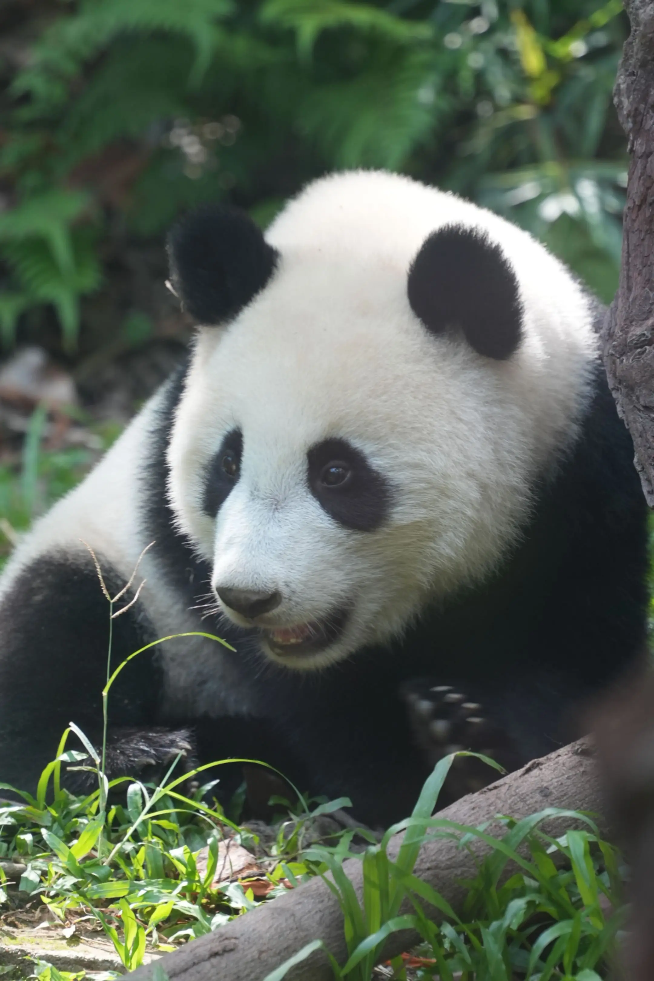 今日份的妹猪。