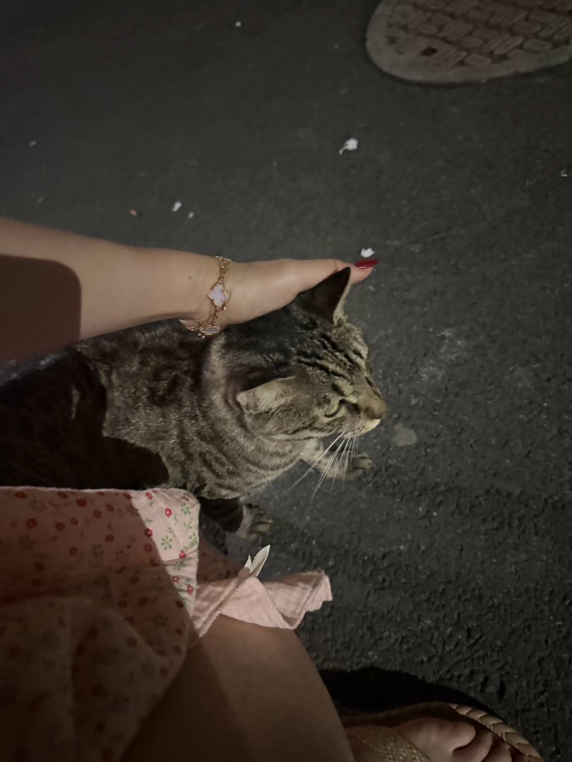 听到好可怜的小猫叫  以为被丢弃的小奶猫 跟着声音找了半天  怎么这么肥一只🤣