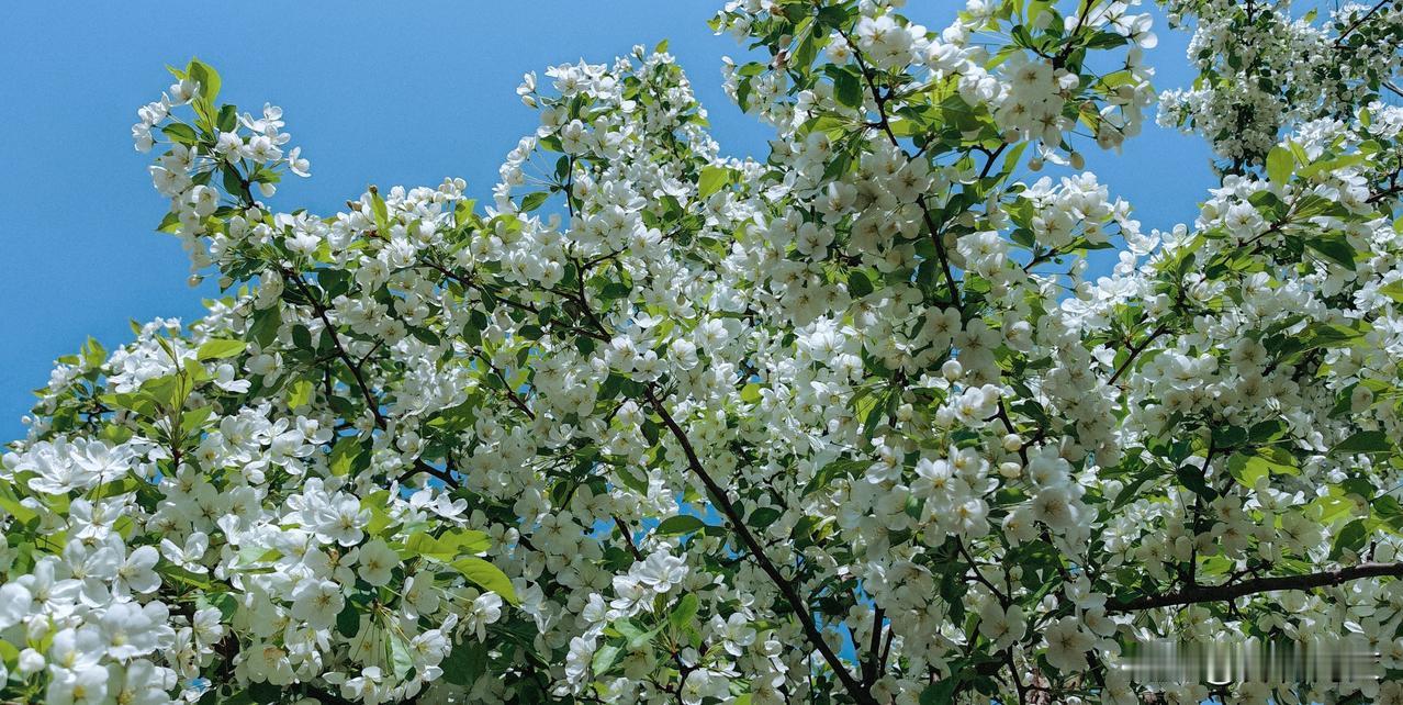 飞来翠影缀雪花
绽放皎洁胜雪花