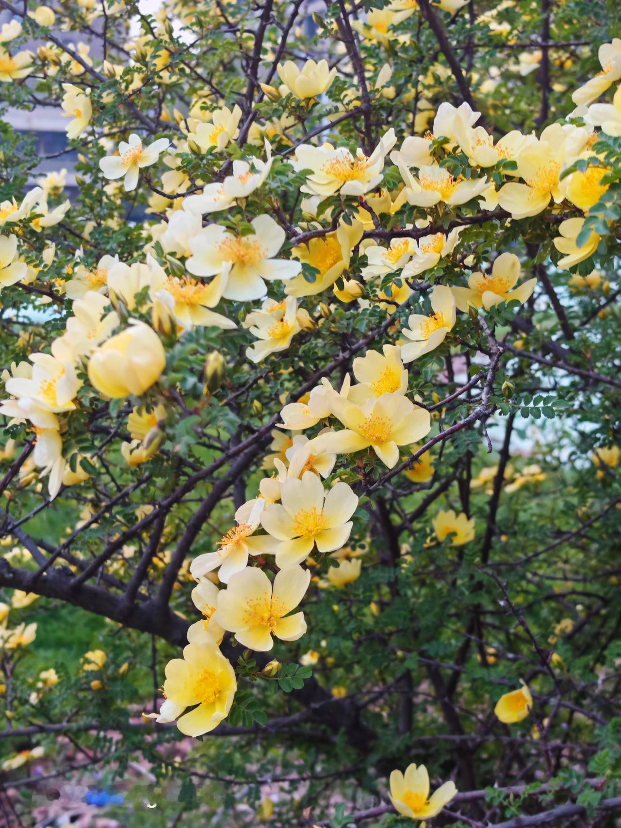 每日一图随手拍黄刺玫瑰