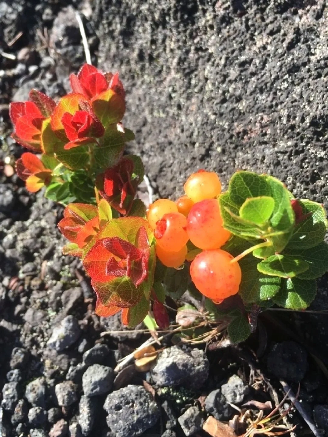 稀有浆果～火山越橘Vaccinium reticulatum