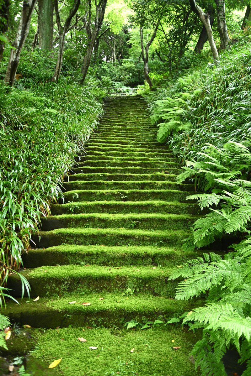苔，一名地錢，一名緑衣元寳。王彦章葺園亭，壘壇種花，急欲苔蘚少助野意，而經年不生