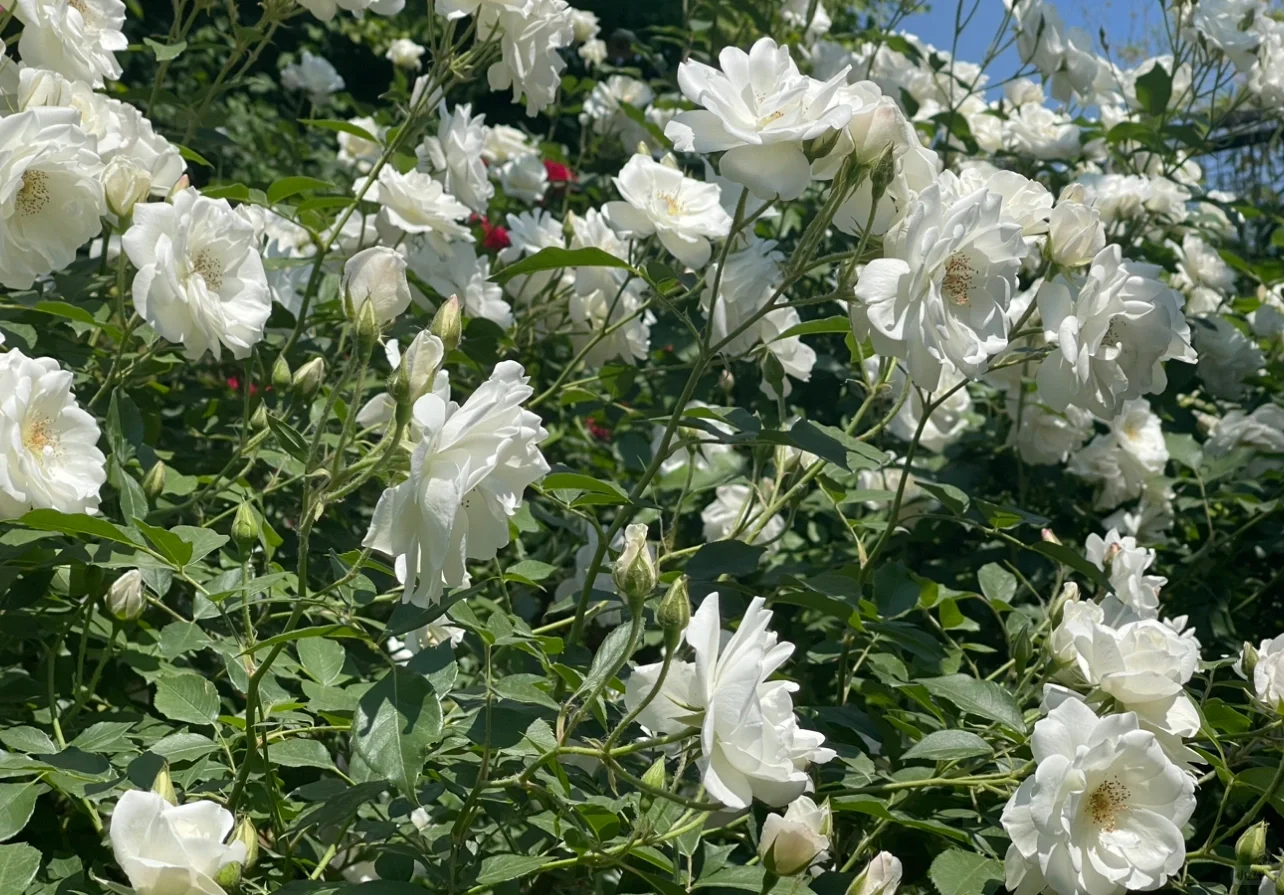 种下了30多棵直立冰山