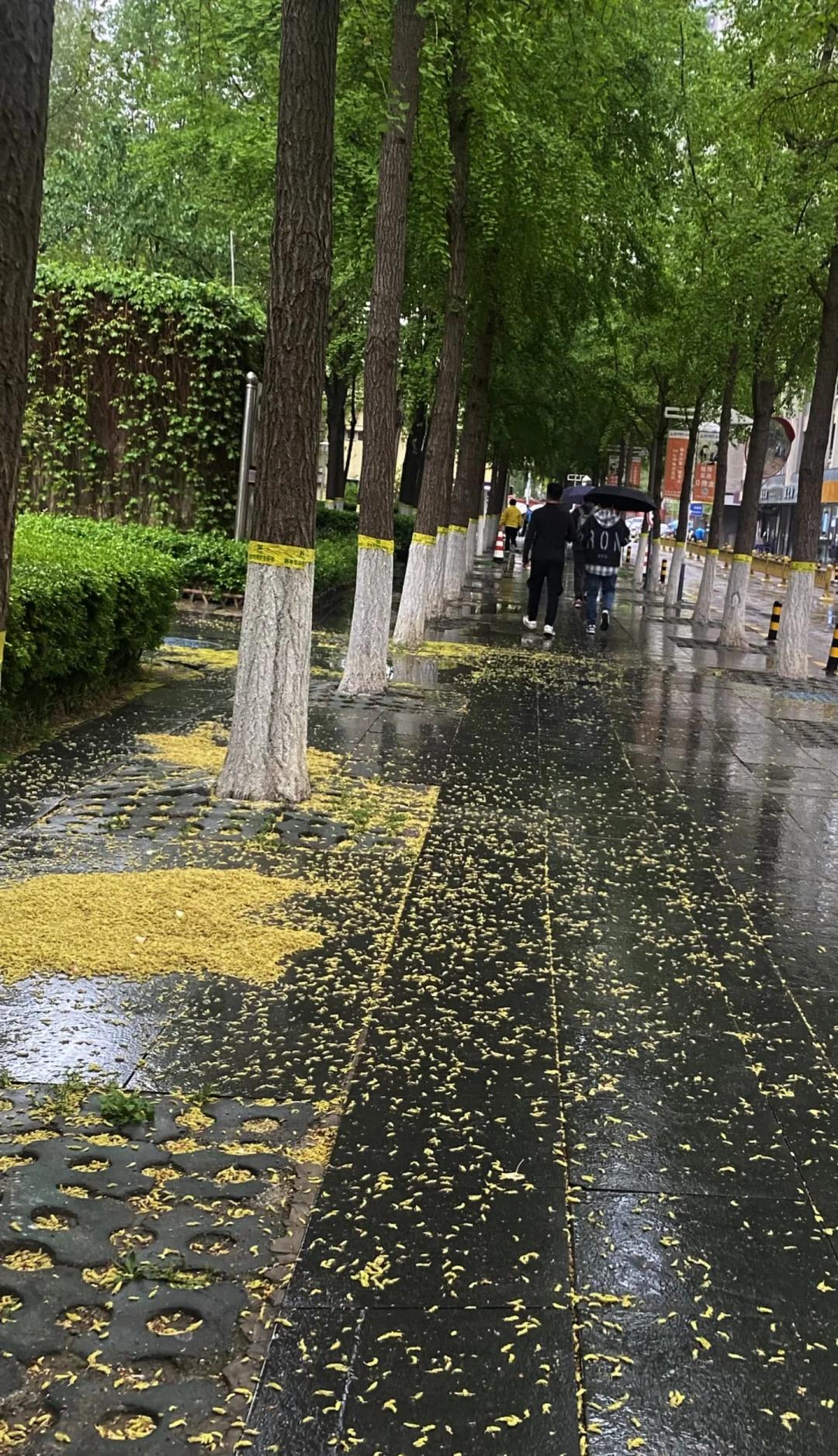 北京这场雨后应该就没有柳絮杨絮了吧？
来自一个打喷嚏打到头晕眼花的打工人的真诚期