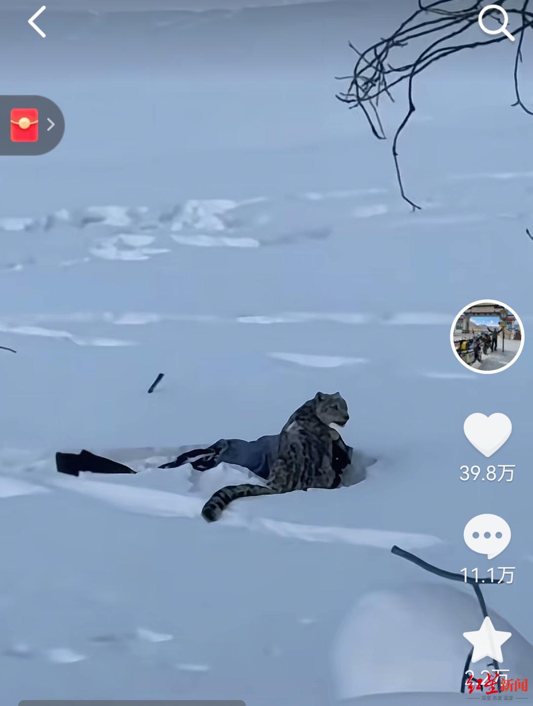 雪豹伤人事件续:伤者已从急诊转至其他科室 村支书称雪豹不常见