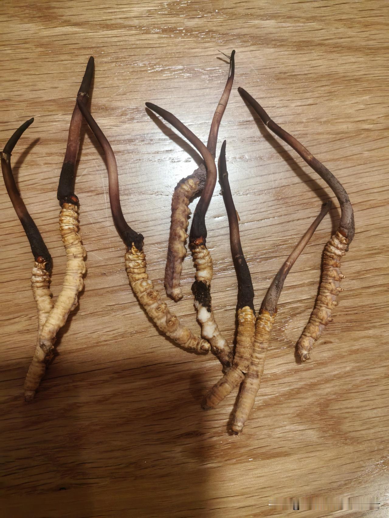 女婿在山里买了8根虫草，说是别人刚从土里挖出来的，35元一根。

女儿女婿周末开