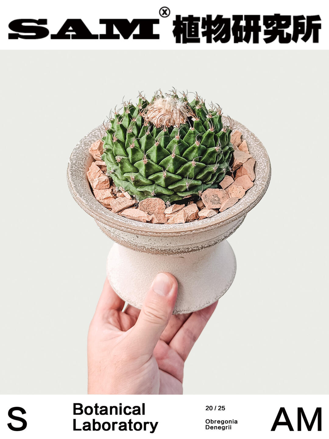 帝冠｜Obregonia Denegrii