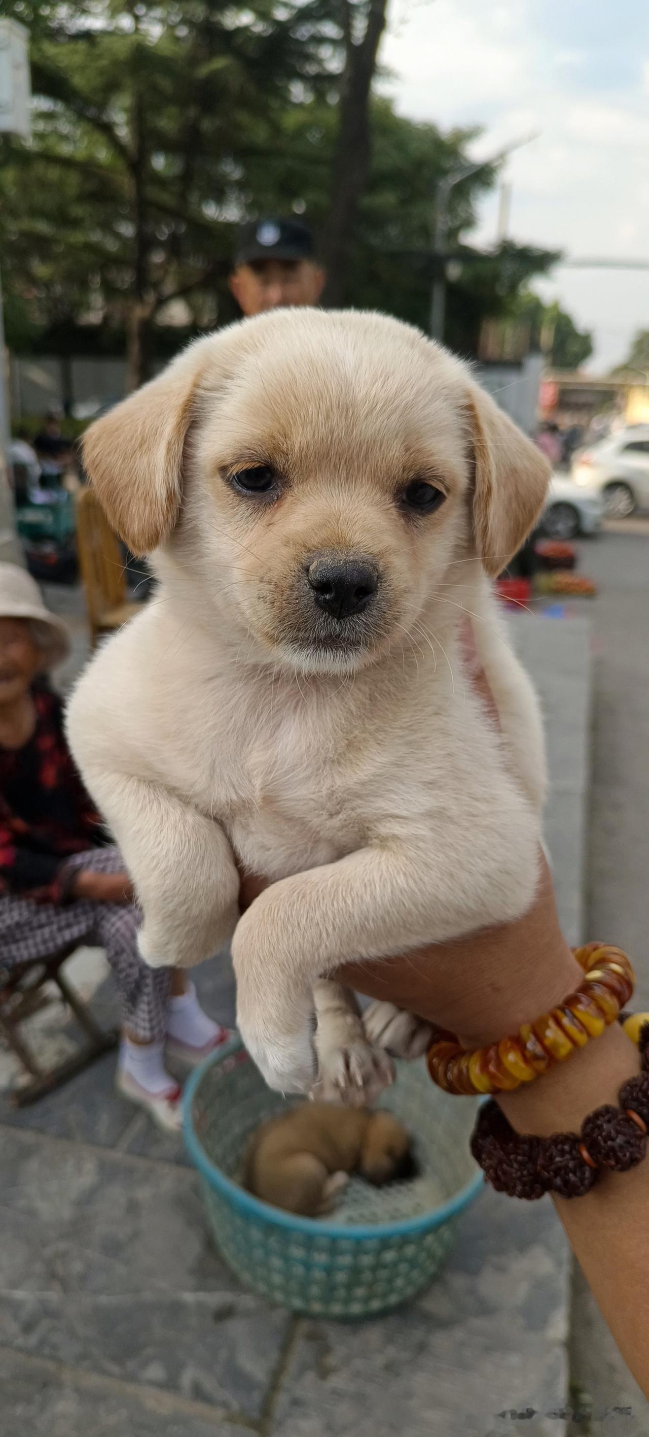 看看多可爱的小土狗，你们猜多少钱一只？才10块钱。
一个老太太拿着一个筐装着两只