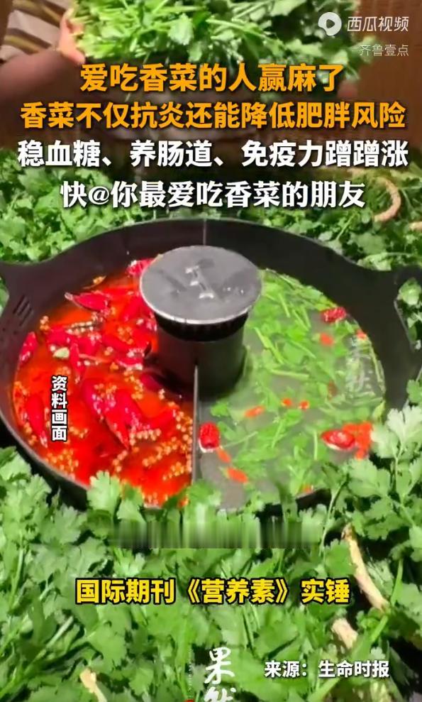 爱吃香菜的人赢麻了 香菜不仅抗炎还能降低肥胖风险 稳血糖、养肠道、免疫力蹭蹭涨 