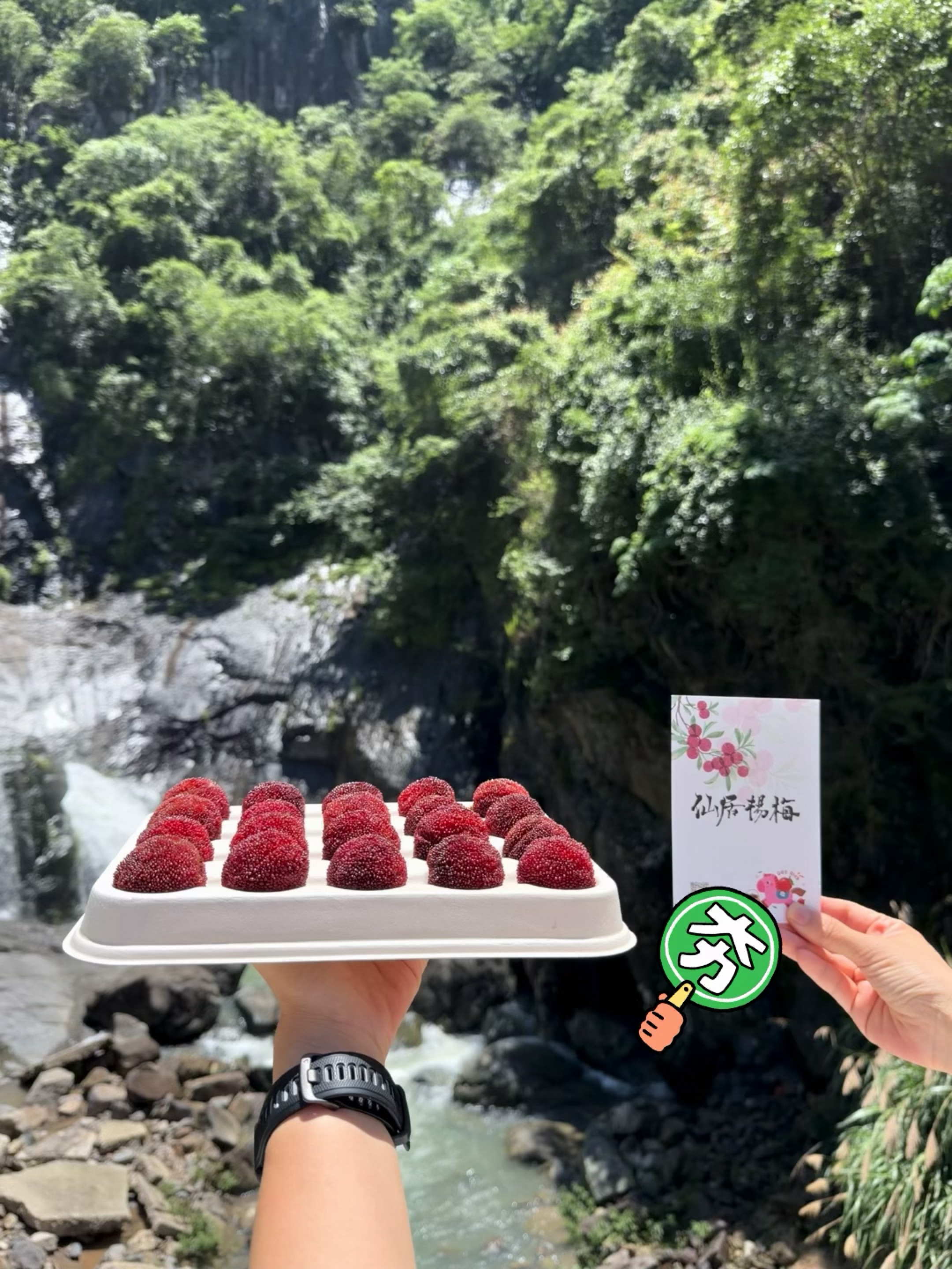 我不允许有人没看到我拍的「高山杨梅」这组美图❤️在AI杨梅宣传图盛行的年代，老一