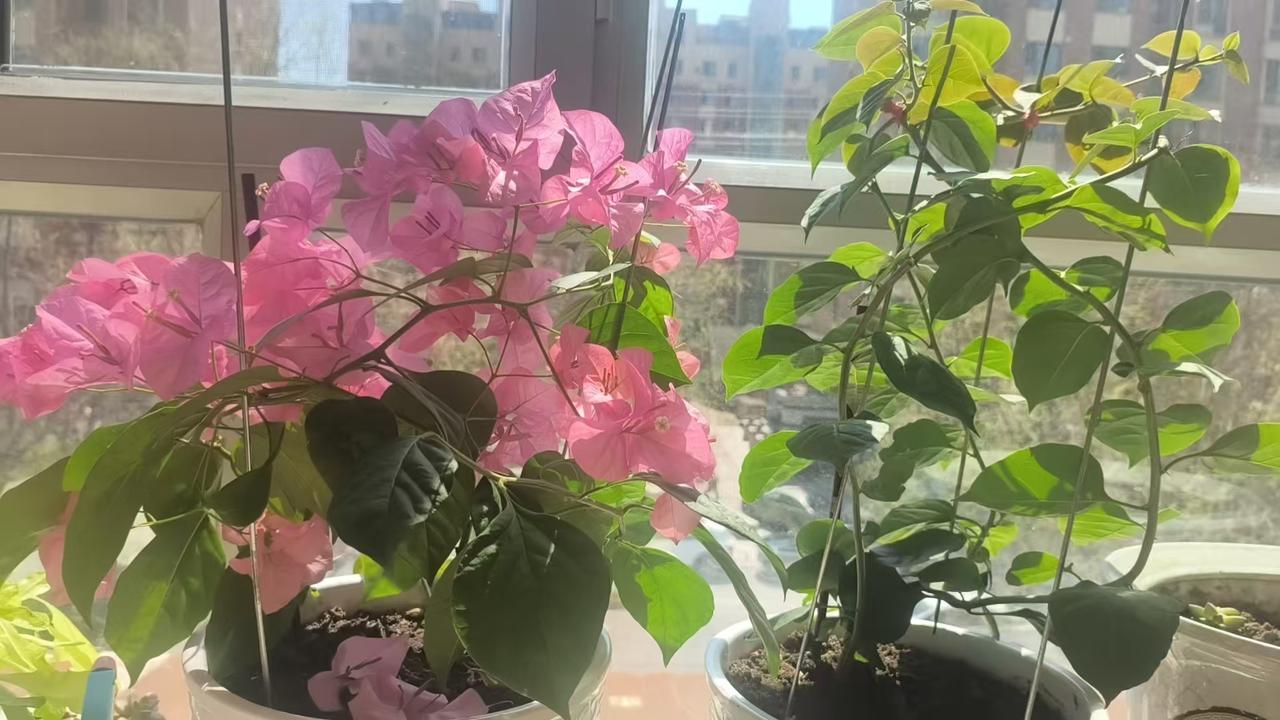 阳光倾洒的窗台，粉嫩的三角梅肆意绽放，那画面美到极致！恰似青春少年，花一年时光，