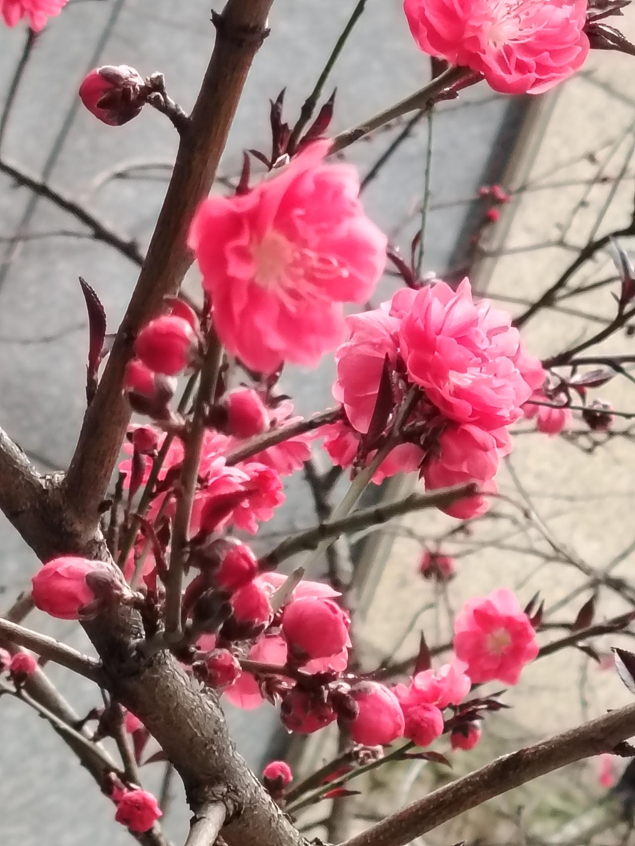 相册里的花花草草