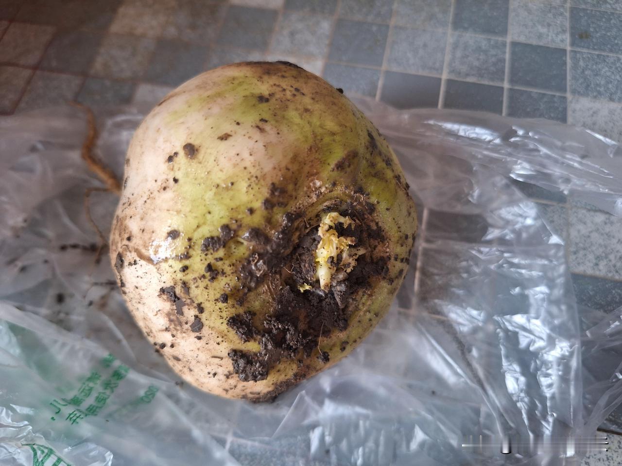 这个东西维语发音是“恰玛古”，样子像芥菜疙瘩，可味道截然不同。我是切丝焯水后，加