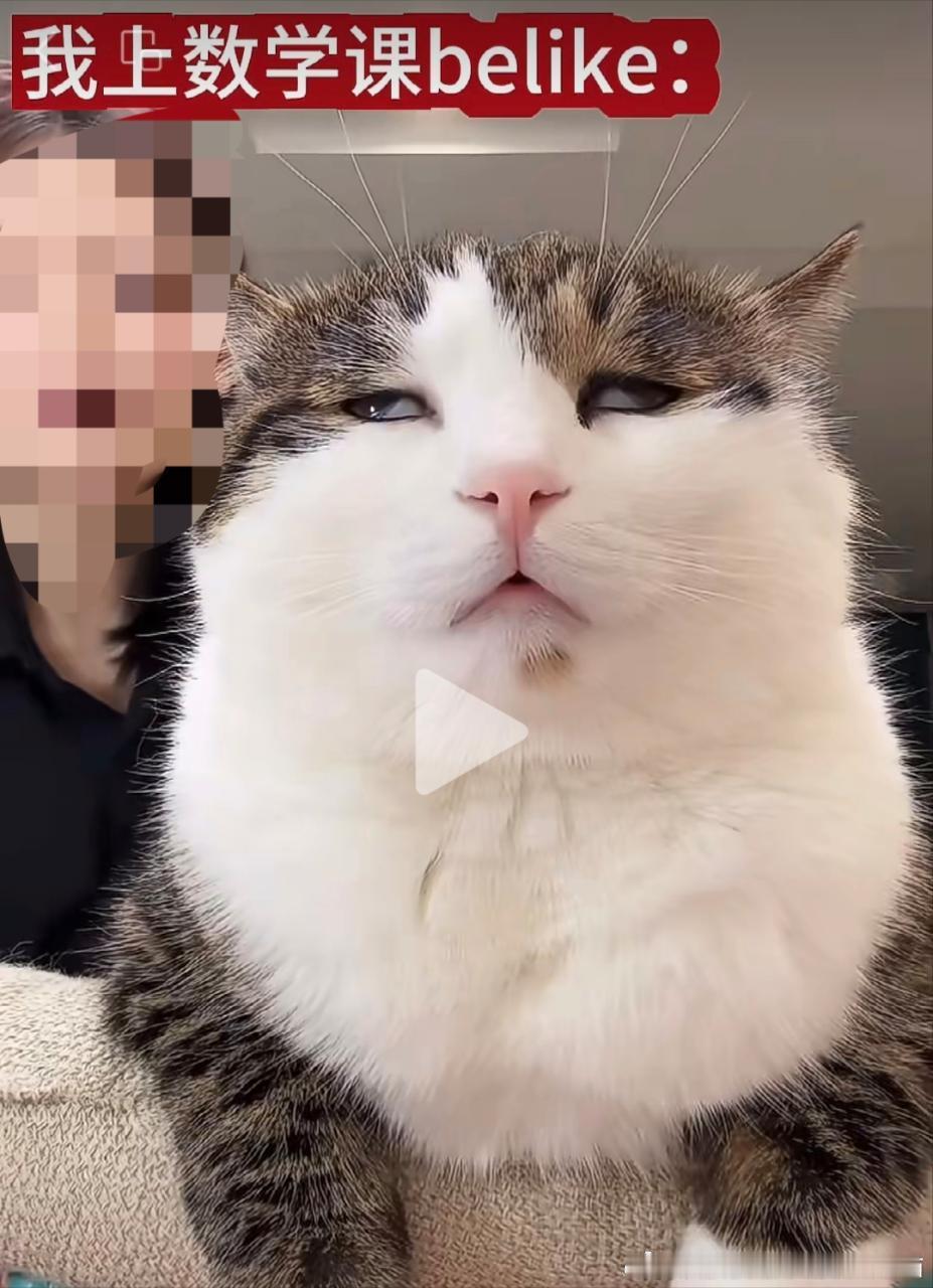 50587【丑猫】不知道这个能不能投，但是实在是太丑了 