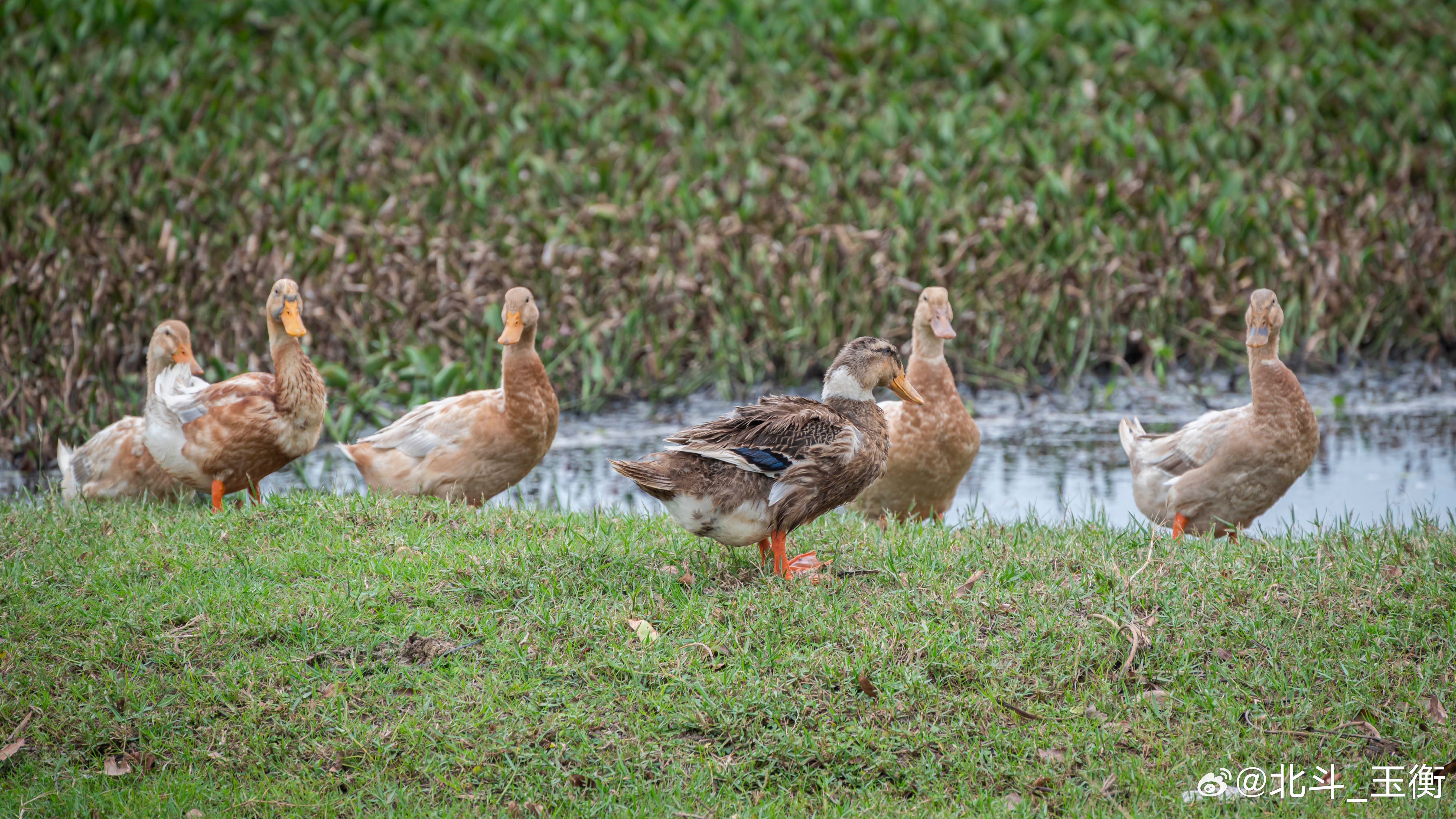前几天，我真的只是在拍鸭子拍小动物，不信你看—— ​​​