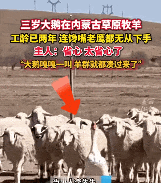 万万没想到，近日内蒙古，男子因为家中两只大鹅的关系不好，就把其中一只大鹅养在羊圈