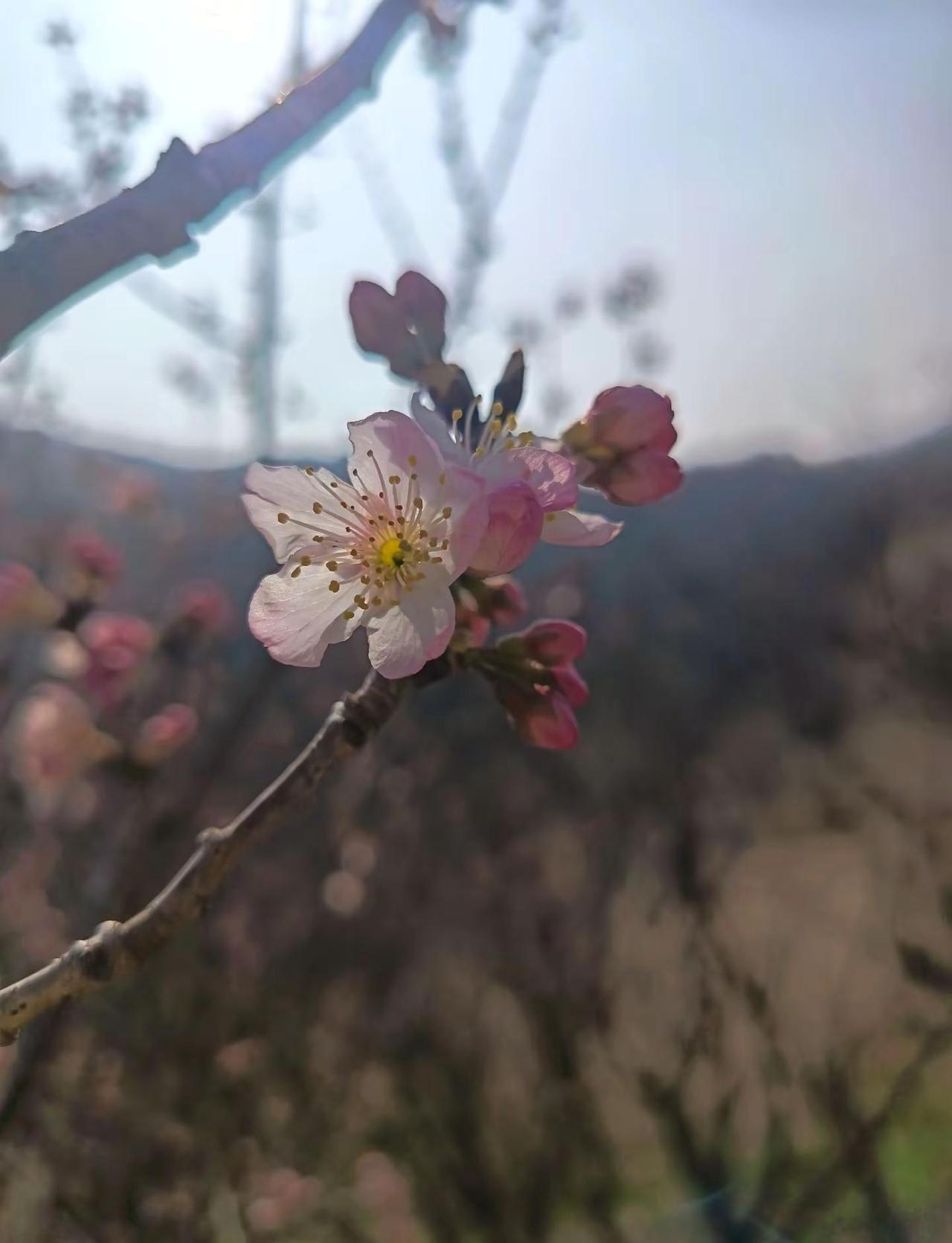 花木无言却能带走许多烦恼，拍🌸听🎶享受着内心的安宁与( ﹡ˆoˆ﹡ )