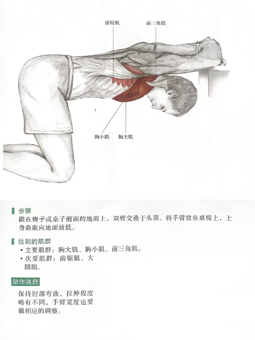 胸大肌拉伸