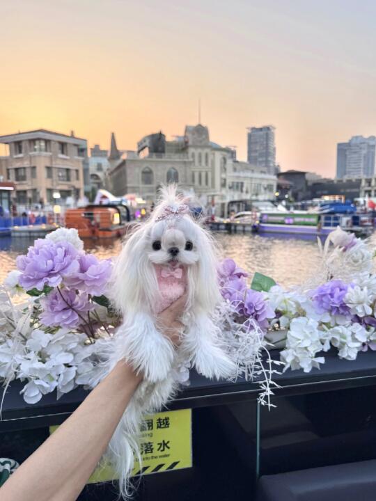 和小狗的假期｜北京宠物友好日～