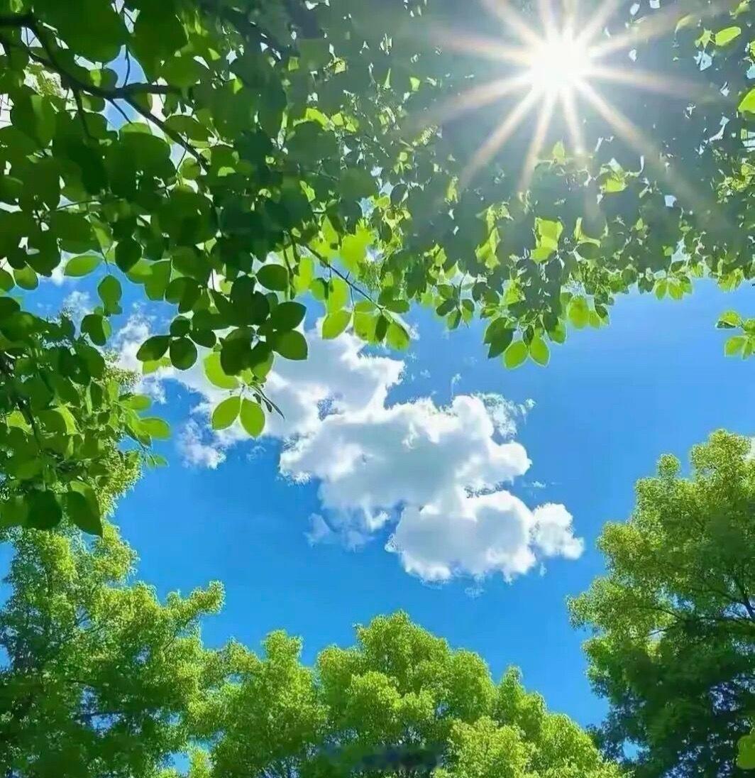 微博云祈福祈福2026华严宗祖庭西安华严寺 直木成材，弯木成景；人生百态，各有归