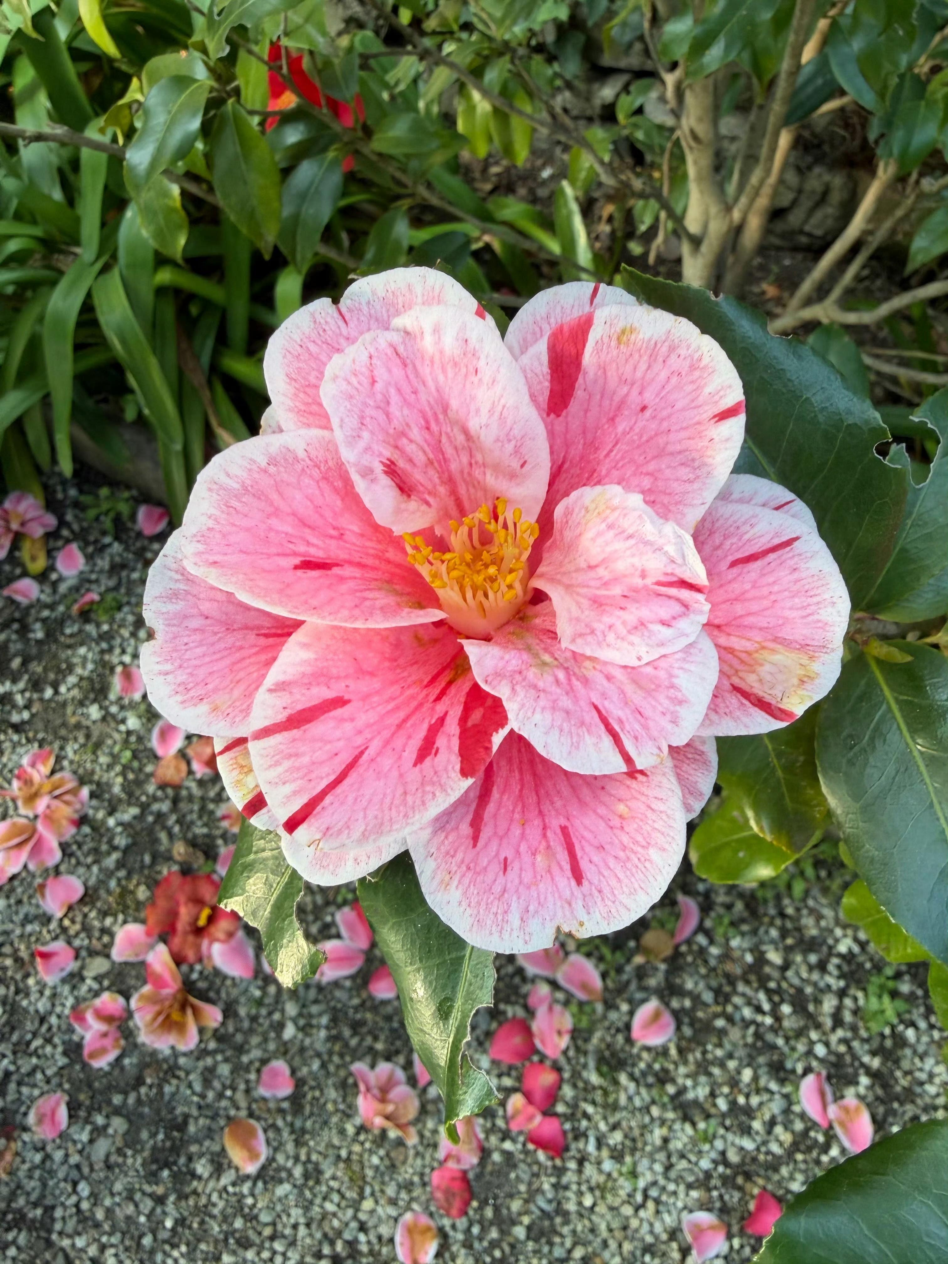 异国他乡看到山茶花这么开心呢哈哈哈哈刘学义演的白居易