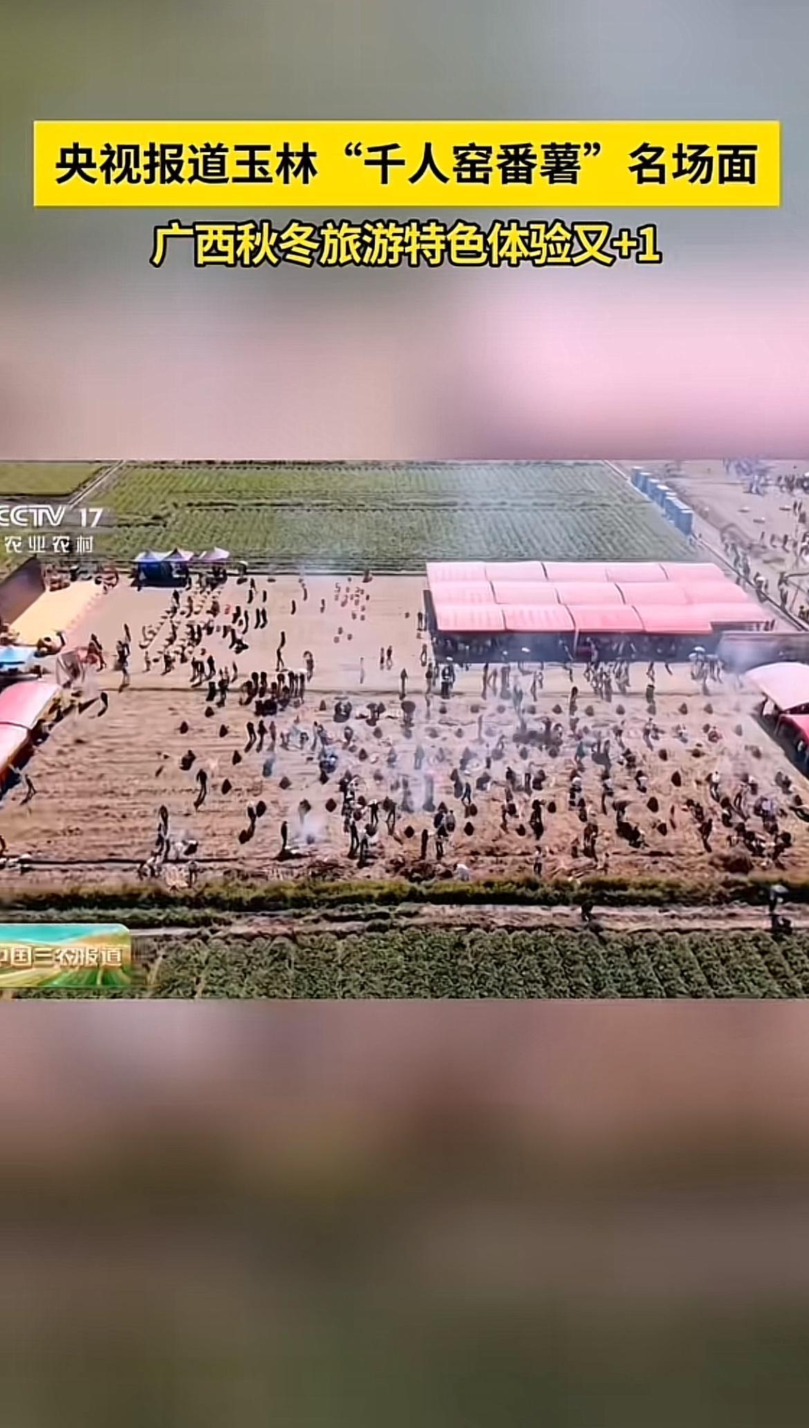 央视报道的广西玉林玉州区番薯节“千人窑番薯”活动太有意思了。11月24日，央视农
