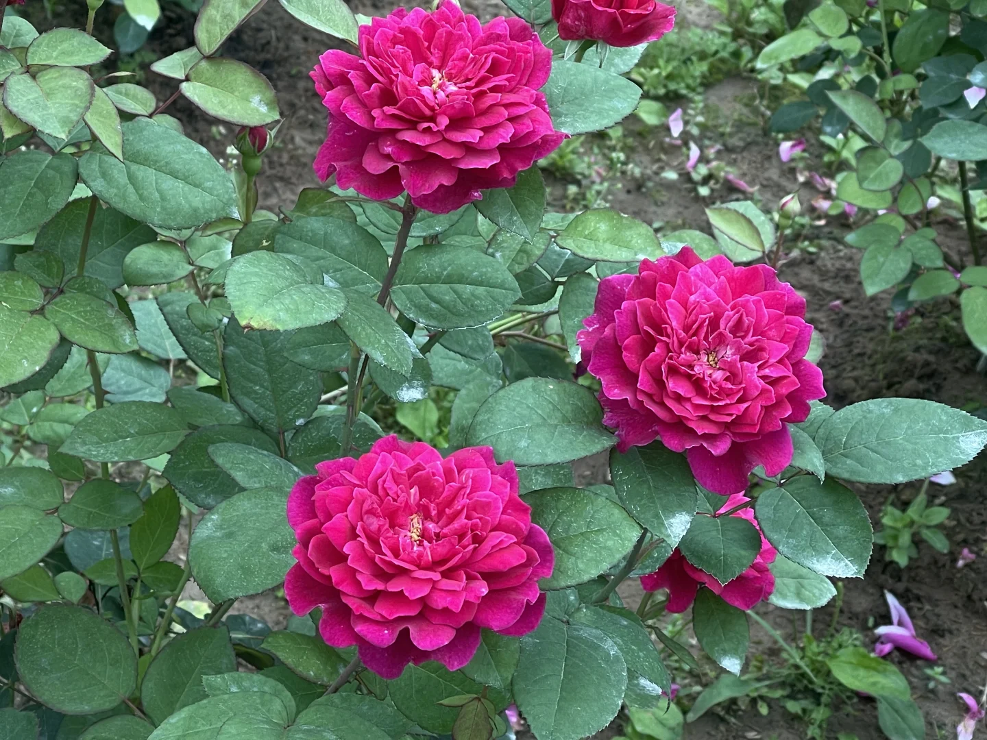 奥斯汀苏菲的玫瑰