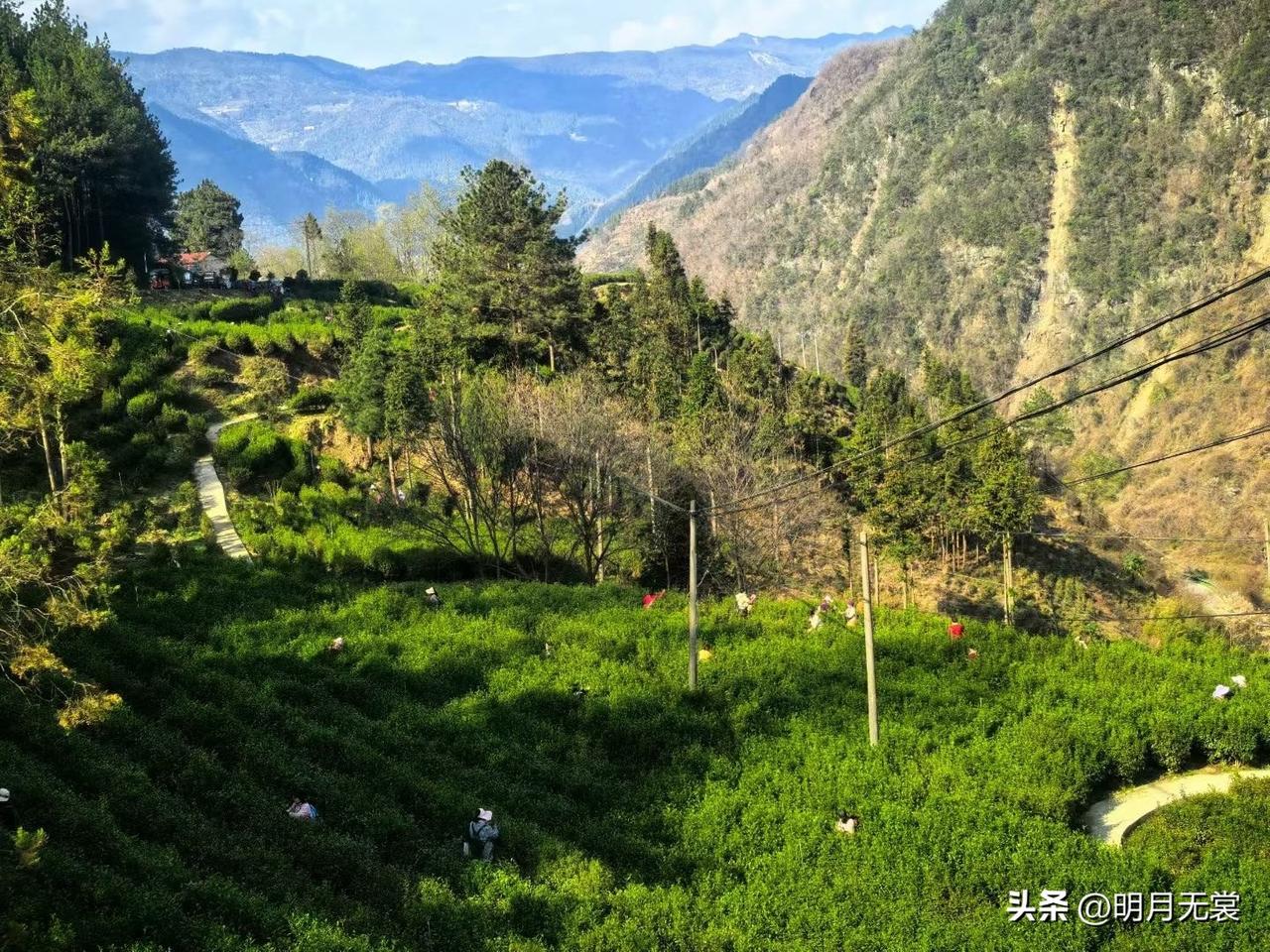 头采茶“雀舌”鲜香！今年暖冬，山里的茶农把头采季提前了一周。三月茶农采茶 头拔春