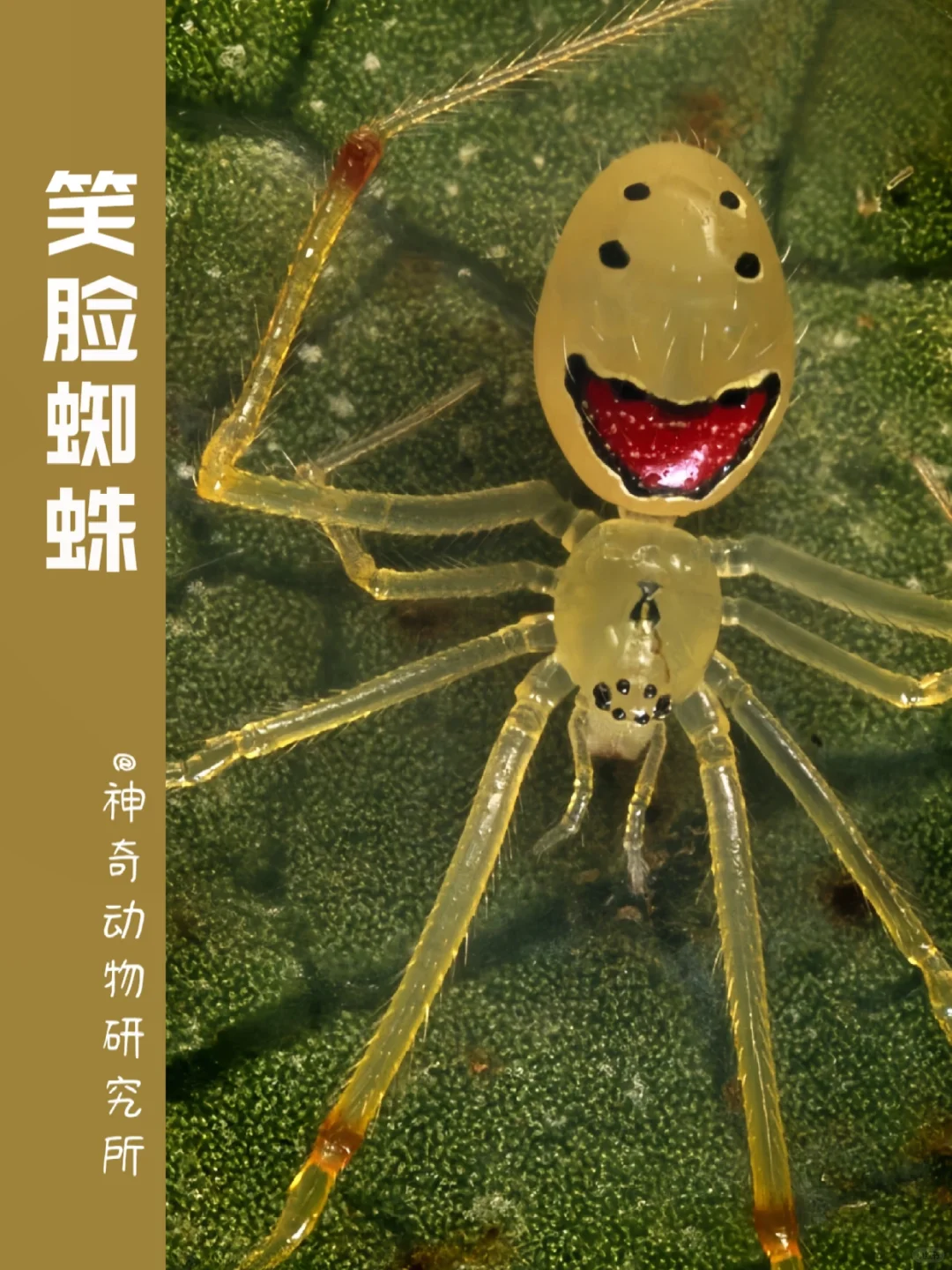 每天了解一种趣味动物👀笑脸蜘蛛