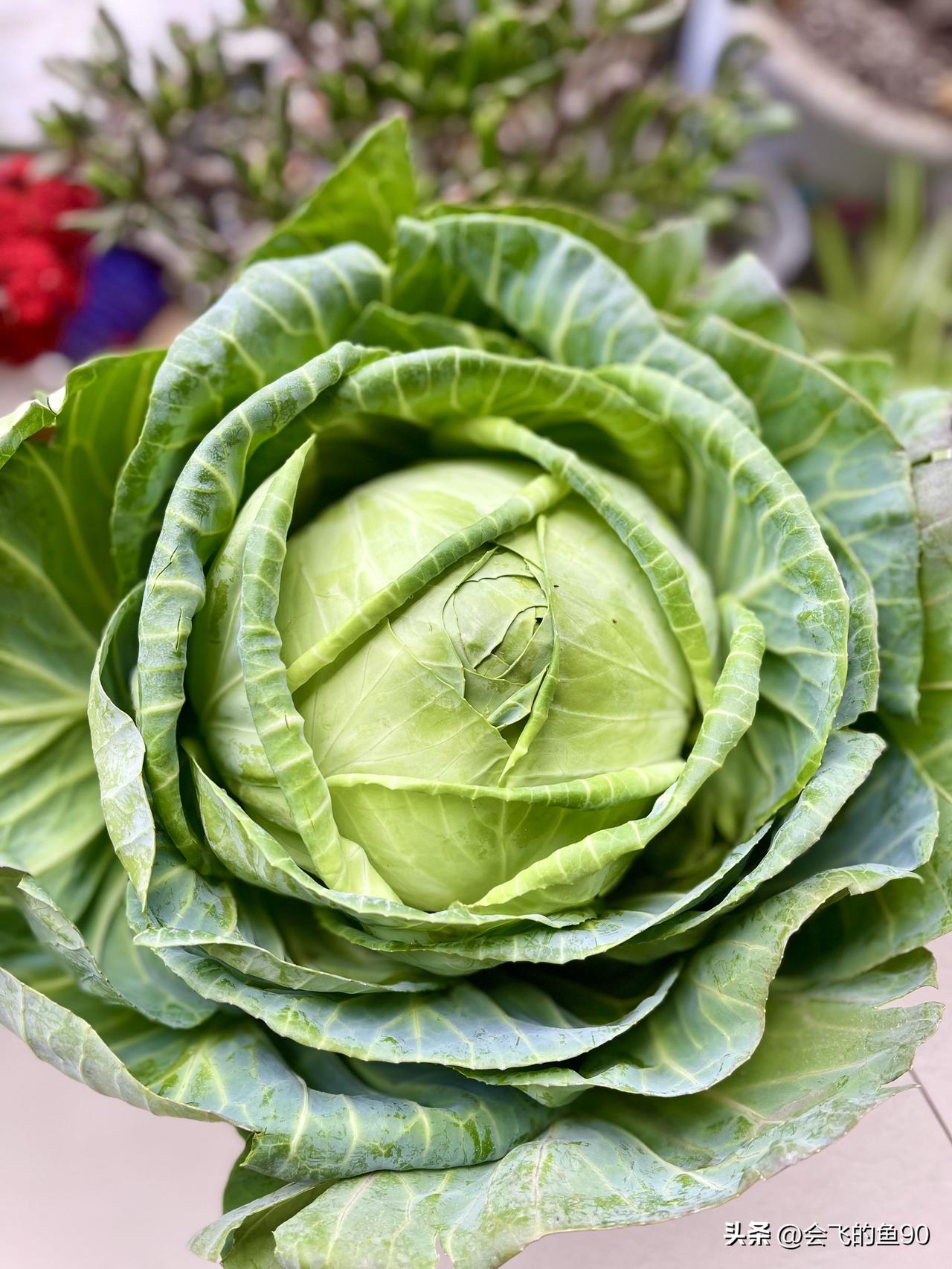 在菜市场无意间发现，这颗静静躺着的莲花白，一层层绽放，像极了开放的玫瑰花，我果断
