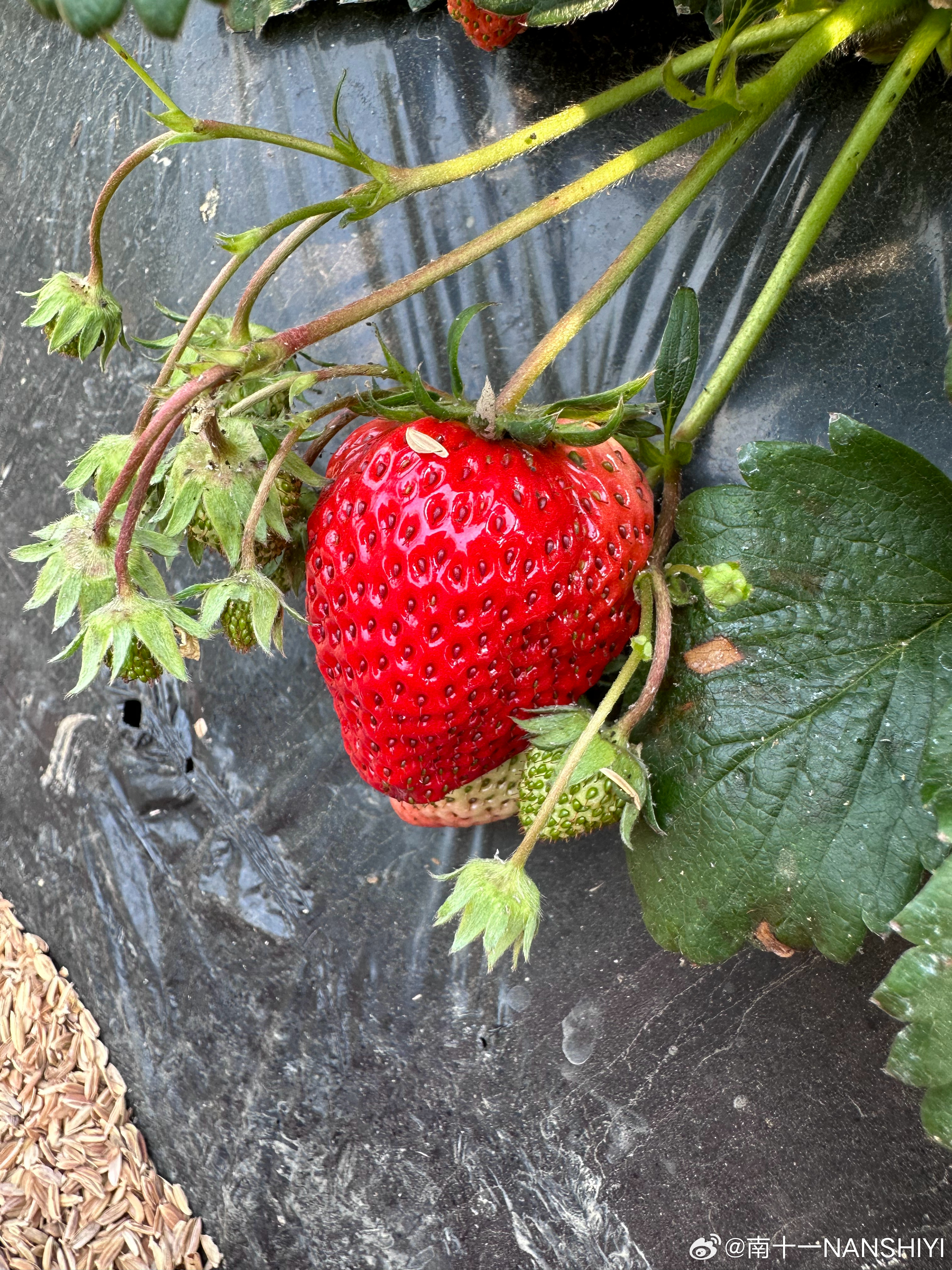 摘草莓🍓给我热的呀，穿短袖都一头汗！摘了6斤，出发去吃饭[嘻嘻] 