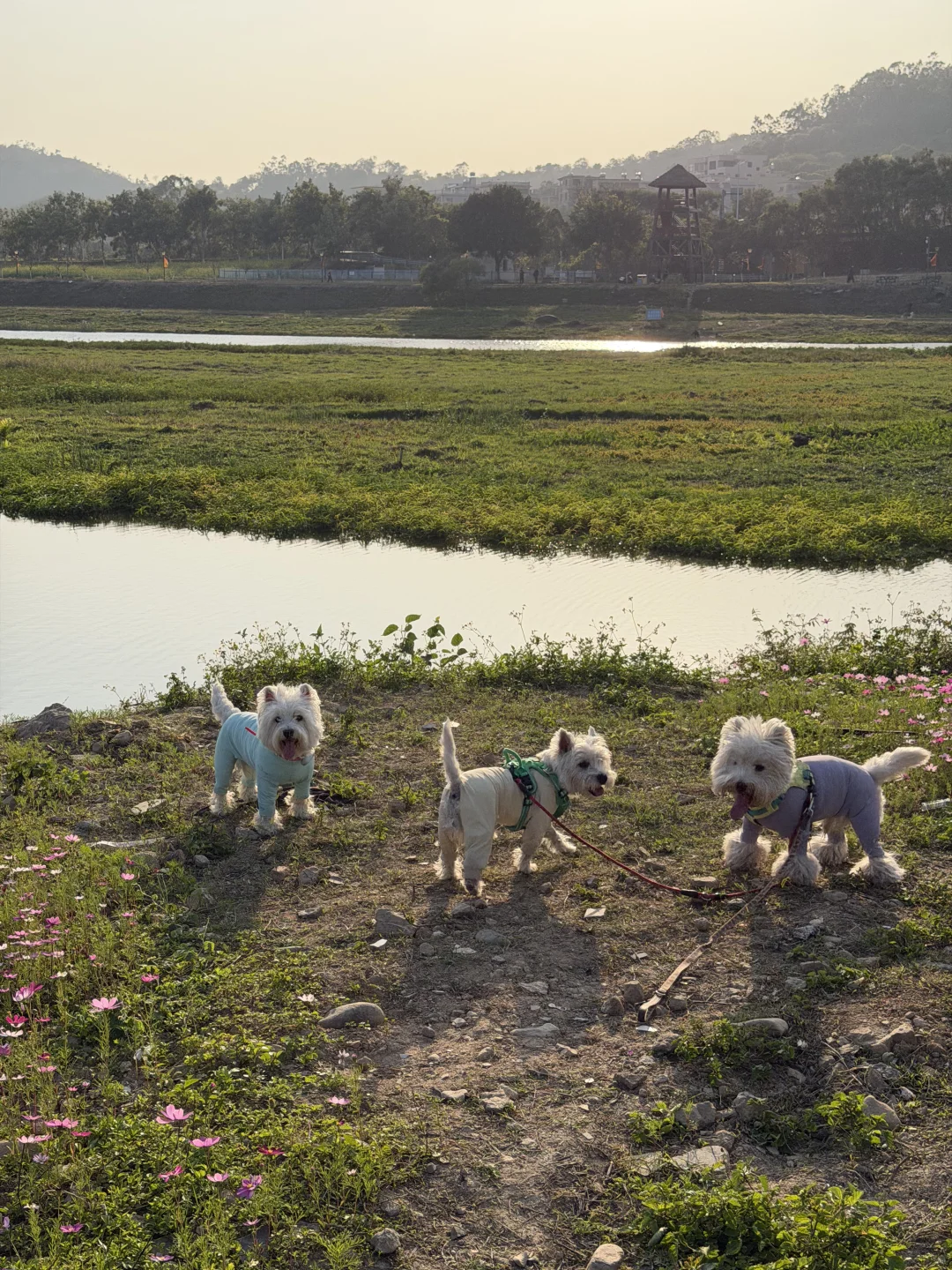 田洋的花又开好了 可以来遛狗咯