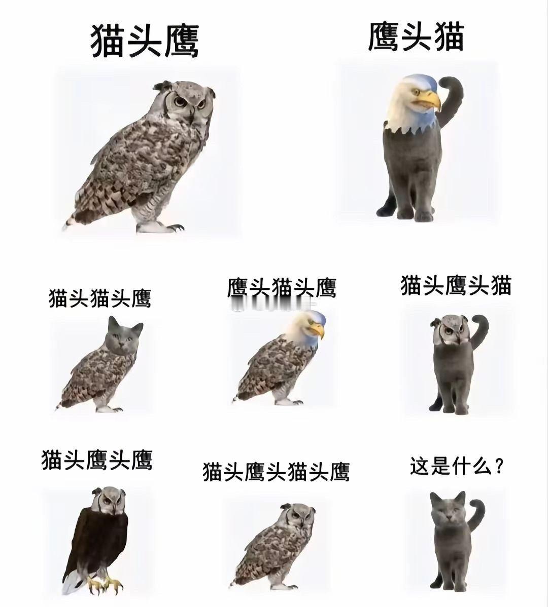 猫头猫 ​​​