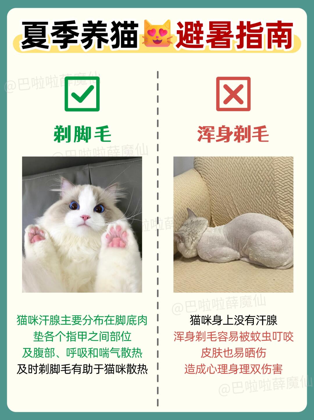 夏季养猫🔥保姆级避暑指南！