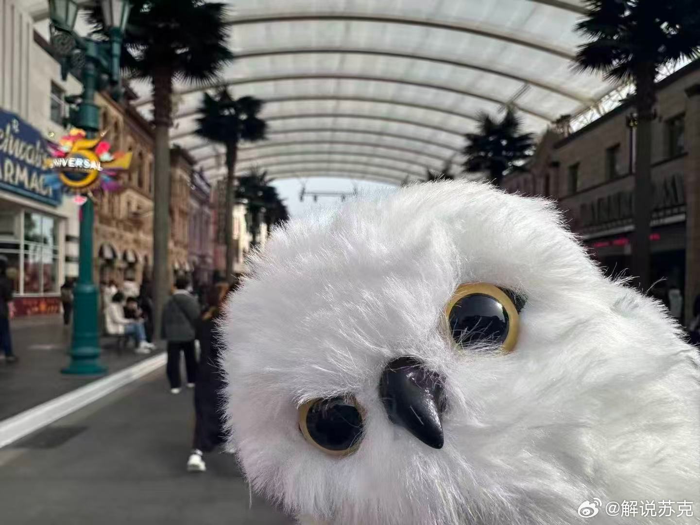 来自我家小鼠，以及一位蹭镜头的海德薇。 