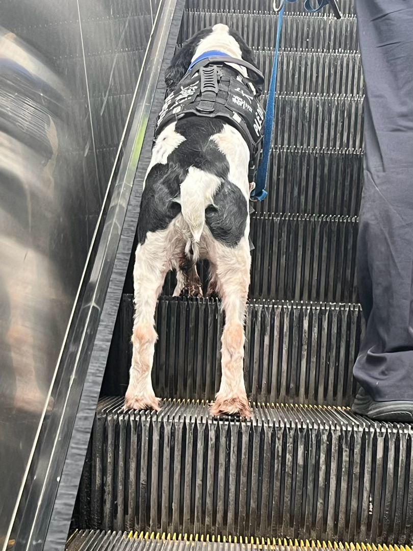 随机偷拍一只小狗。 ​​​
