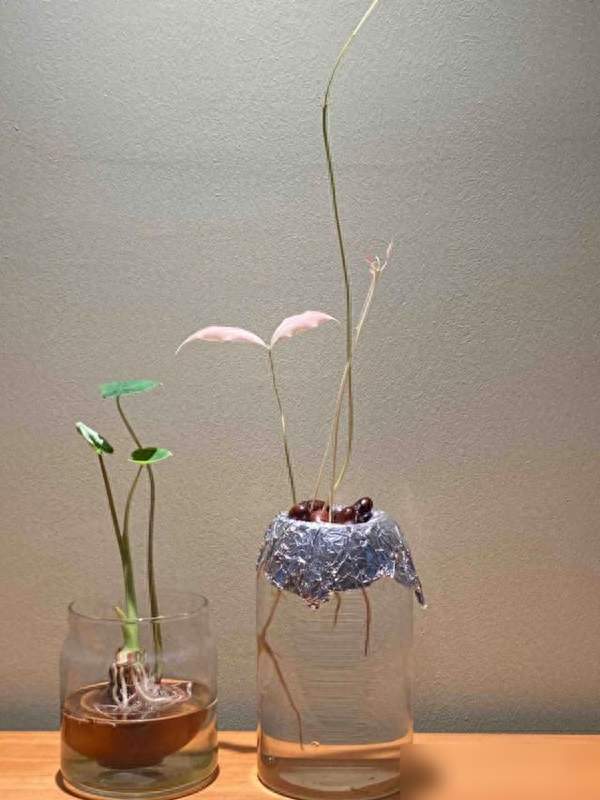 山东一女子荔枝核丢办公室，一个月长成盆栽，同事：美得仙气飘飘