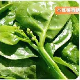 夏日补钙好菜木耳菜，滑嫩润燥老少皆宜
 
夏天别总吃瓜类，这道木耳菜才是宝藏绿叶