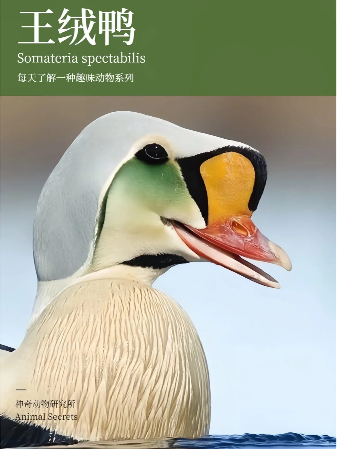 每天了解一种趣味动物👀王绒鸭